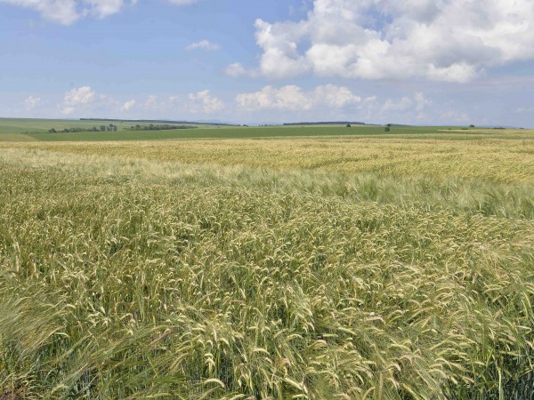 Все още не е започнало изкупуването на пшеница за Държавния