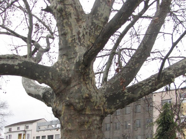 Три вековни дървета бяха обявени за защитени от вицепремиера по