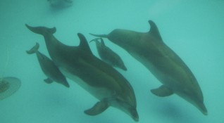 Русия е разположила обучени военни делфини в своята военноморска база