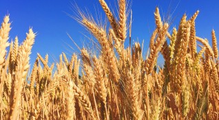 Руските сили са откраднали няколкостотин хиляди тона зърно в районите