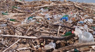 Кит погълнал над 15 килограма пластмасови отпадъци беше открит мъртъв