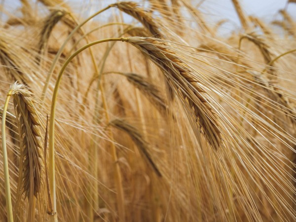 Украйна разполага с големи запаси от зърно на територията, която
