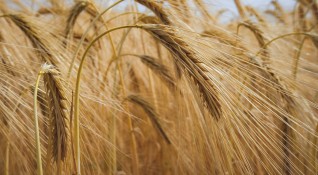 Украйна разполага с големи запаси от зърно на територията която