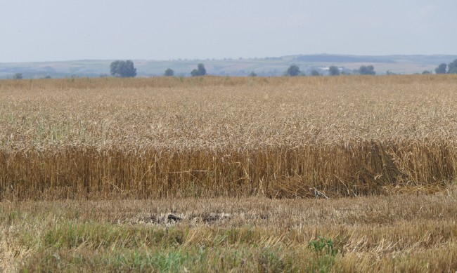 Суша, наводнения, горещини - реколтата от пшеница в света е застрашена 