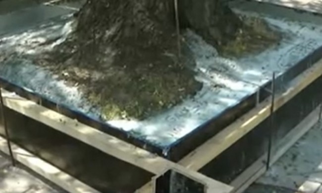 В Русе бетонираха стогодишно дърво, жителите в недоумение