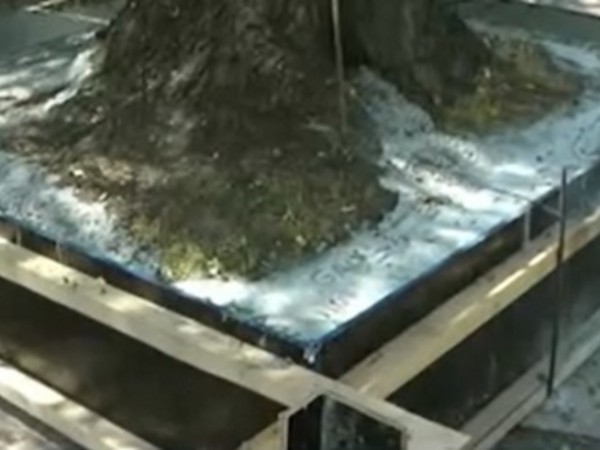 Множество негативни реакции сред жителите на Русе предизвика бетонирано дърво.