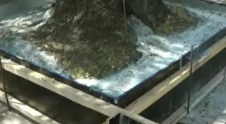 Множество негативни реакции сред жителите на Русе предизвика бетонирано дърво
