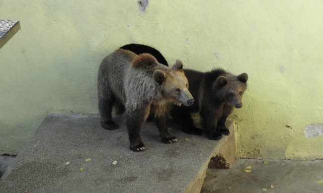 Екоминистърът определя изплащането на щети от кафява мечка 