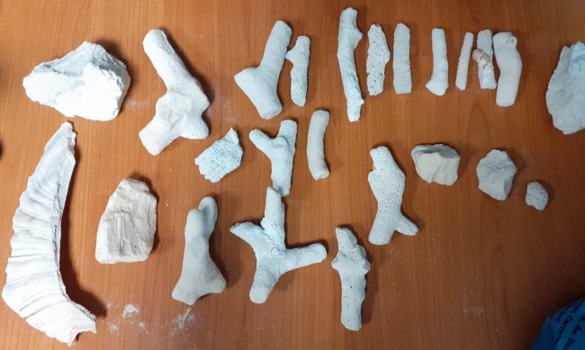 Митничари задържаха 24 парчета от корали на Летище София 