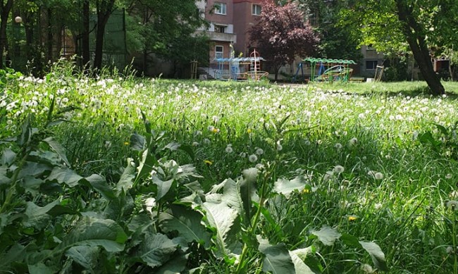 В разгара на пролетта: Сигнали за неокосена трева от цялата страна