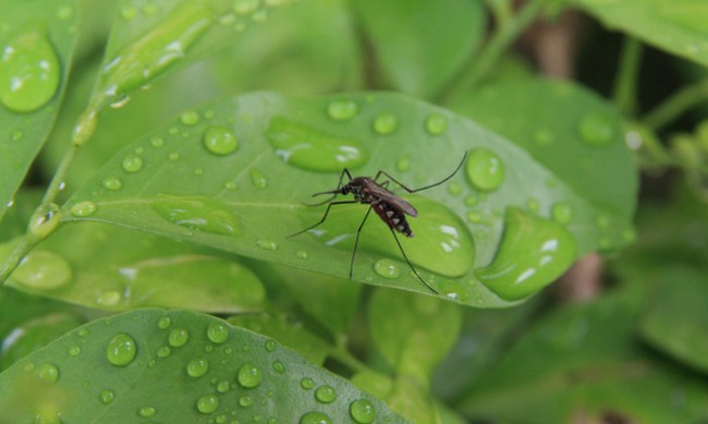 8 растения, които гонят комарите 