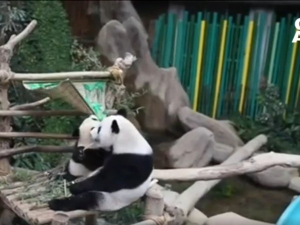 Първи рожден ден празнува пандата Шенг И в Националния зоопарк