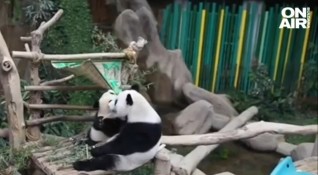 Първи рожден ден празнува пандата Шенг И в Националния зоопарк