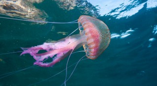 Ваканция в компанията на медузи в морето в Гърция предвиждат
