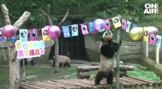 Групово парти за рождения ден на шест панди организираха в