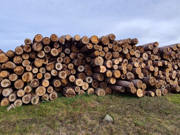 Износът на дърва за огрев от Босна и Херцеговина е