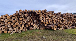 Износът на дърва за огрев от Босна и Херцеговина е