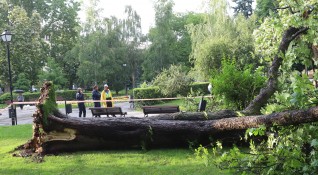 Дърво падна пред Народния театър Иван Вазов в столицата малко