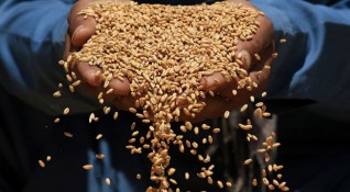 България осигурява достатъчно жито за Гърция и не се очаква