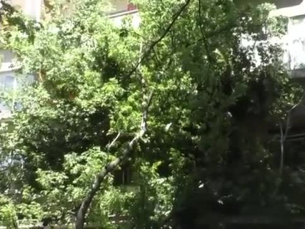 Дърво премаза кола и счупи стъклата на тераса на жилищен