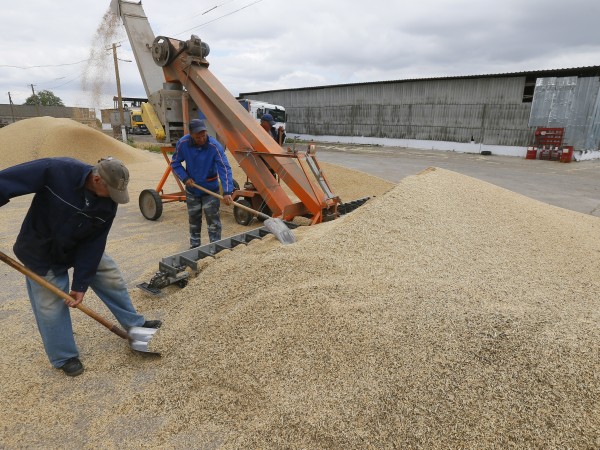Украинските власти заявиха днес, че голямо количество зърно е било