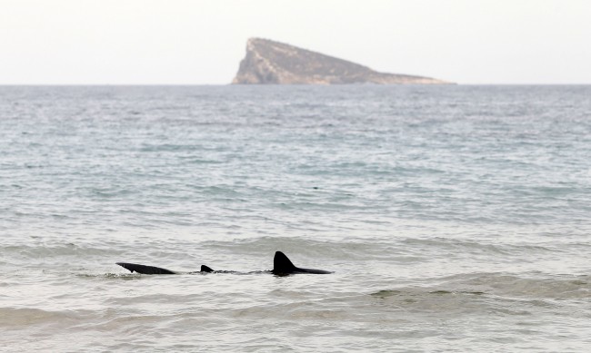Акула уби две летовнички в египетски курорт