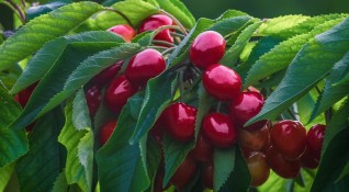 Над една трета от тазгодишната черешова реколта в Кюстендилско остана