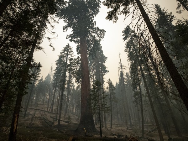Разрастващият се горски пожар в Калифорния застрашава най-голямата гора от