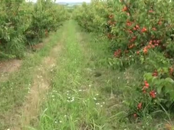 Овощарите в област Силистра масово изкореняват градините си с череши.