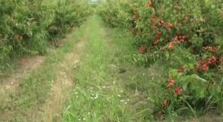 Овощарите в област Силистра масово изкореняват градините си с череши