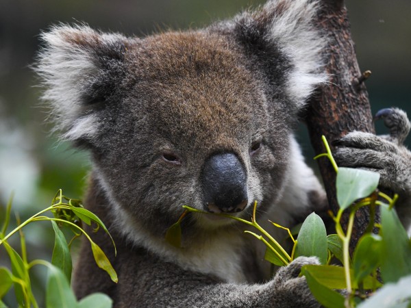 Австралия е загубила повече видове бозайници от всеки друг континент