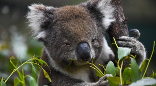 Австралия е загубила повече видове бозайници от всеки друг континент