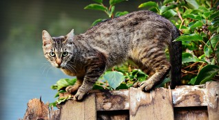 Полски научен институт класифицира домашните котки като инвазивен чуждоземен вид