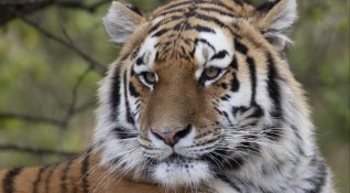 През последните 3 години в Индия са умрели 329 тигъра