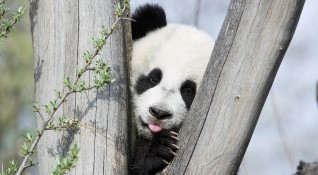 Непознат досега вид голяма панда е обитавал Балканите преди шест