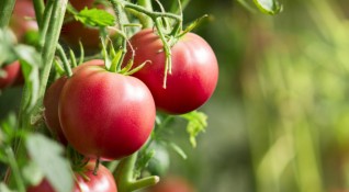Вкусните червени домати които ботаниката определя като плодове а готварството