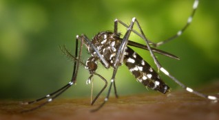 Броят на тигровите комари които пренасят вируса Зика се е