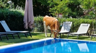 Крави нападат басейните в Слънчев бряг където ходят на водопой