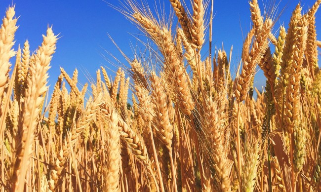 Нямало как украинската пшеница да се продава като българска 