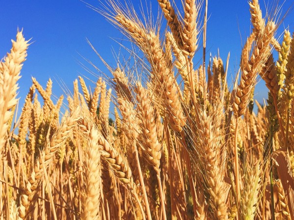 Няма риск украинско зърно да се продава като българско, защото