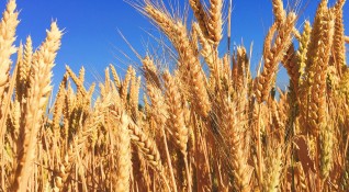 Няма риск украинско зърно да се продава като българско защото