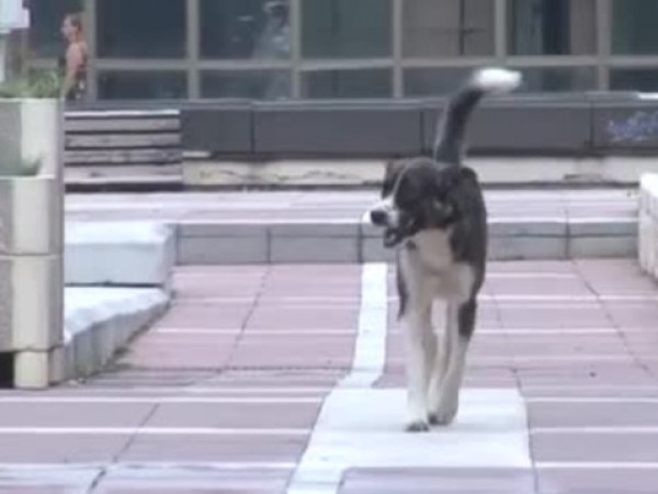 В Благоевград се вижда голям брой бездомни кучета, които са