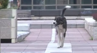 В Благоевград се вижда голям брой бездомни кучета които са