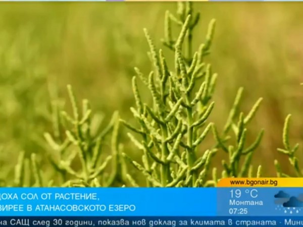 В Бургас създадоха сол от растение, което вирее в Атанасовското