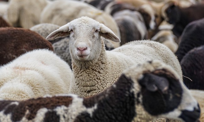 Овчари пуснаха стадата си в помощ на пожарникарите в Каталуния 