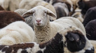 Стада овце и кози намаляват ниската растителност за да бъдат