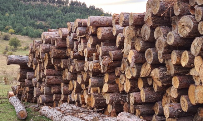 Забраниха износът на дървесина за три месеца