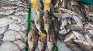 Китайските власти започнаха да тестват уловена в морето риба за