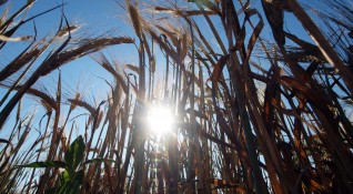 Сериозни щети на реколтата от царевица в Добруджа причини безводието