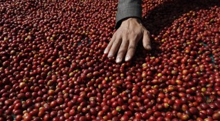 Намаляването на добивите на кафе в Бразилия може да доведе